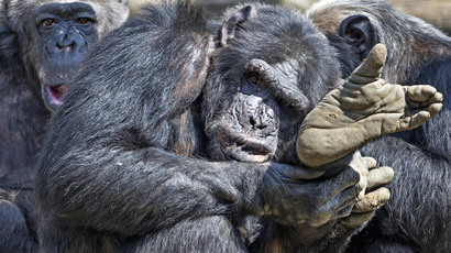 Apes are people too? NY judge grants human rights to chimpanzees