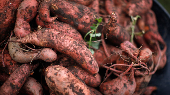 Mother Nature’s genetic engineering? Sweet potato naturally ‘modified,’ researchers say