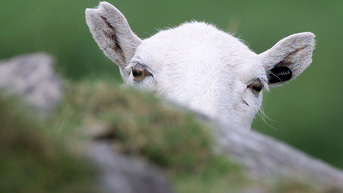 ​‘Tasering a sheep is wicked and ridiculous’: Police have shot 101 animals since 2012