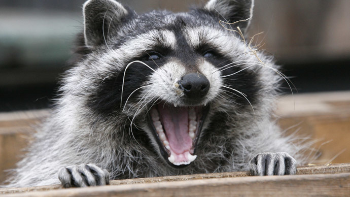 Rampaging raccoons beseige mobile company’s office in Moscow (VIDEO)