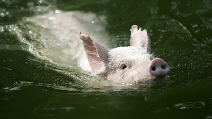 High-dive hams: ‘Flying pigs show’ prompts mixed reaction for Chinese tourism official