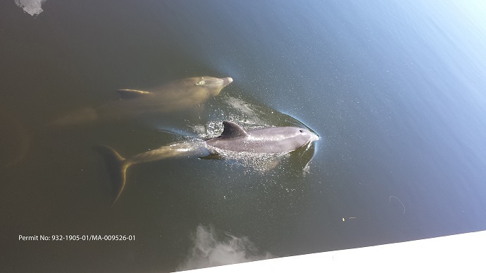 Aquatic Facebook junkees: Dolphins have complex social networks & communities