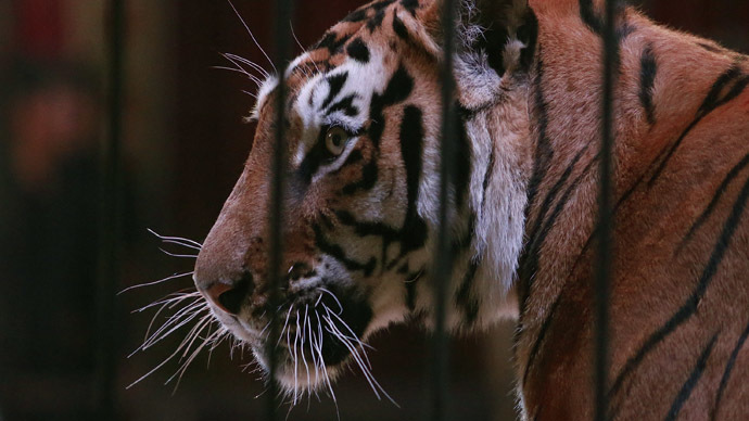 Tigernado! Rumor of escaped Oklahoma tigers sparks internet hashtag, meme