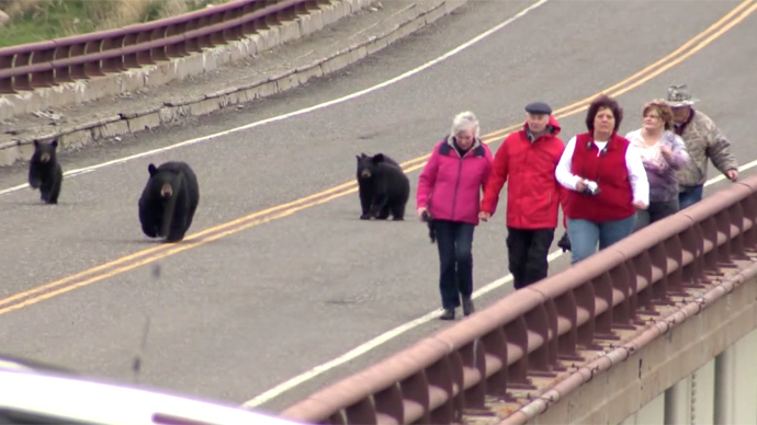 Black bears give chase to tourists at Yellowstone National Park (VIDEO)