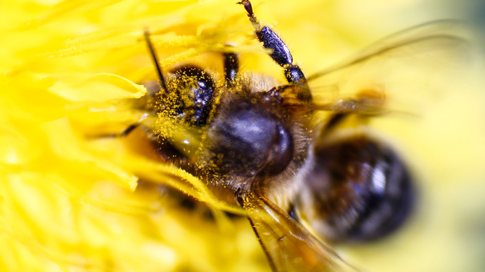 ​Beemageddon: White House reveals national strategy to tackle honeybee decline