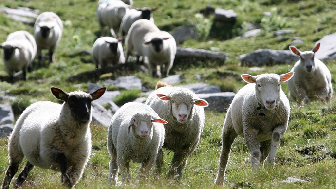 Woolly workers: Swiss railway employs 80 sheep to ‘mow' grass along tracks