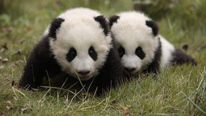 Vegetarian pandas have carnivore guts, may be on their way to