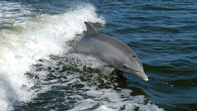BP oil spill caused biggest dolphin die-off in Gulf history – study
