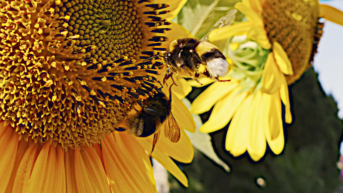 Bee-friendly: World’s first ‘bumblebee highway’ opened in Norway