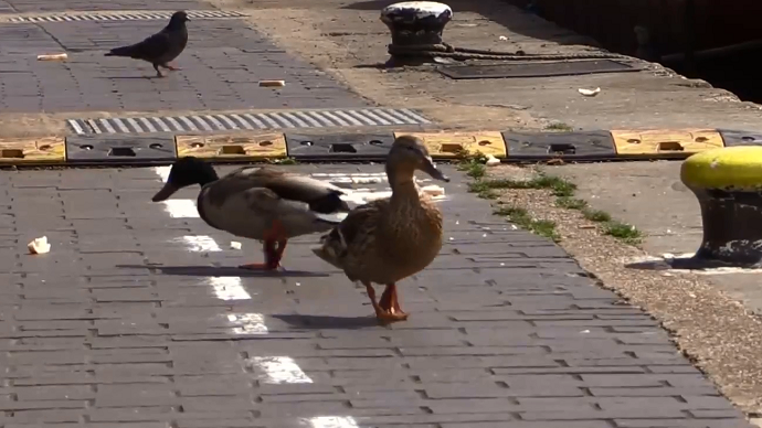 Yield: Duck lanes open in Britain (VIDEO)