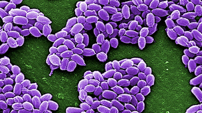 Live anthrax shipped across states, to S. Korea by accident – Pentagon
