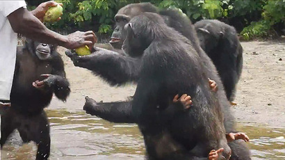 Chimps used for hepatitis research abandoned in Liberia without funding for survival