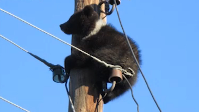 Scared cub climbs utility pole near police station running from poachers in Siberia