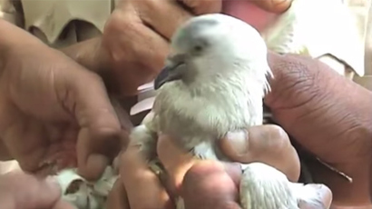 Pakistani pigeon arrested for espionage in India (VIDEO)