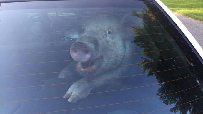 Run - it’s the pigs! Hog on the run gets ride in police car, defecates on back seat