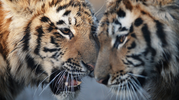 Siberian tiger population rising thanks to Putin & WWF