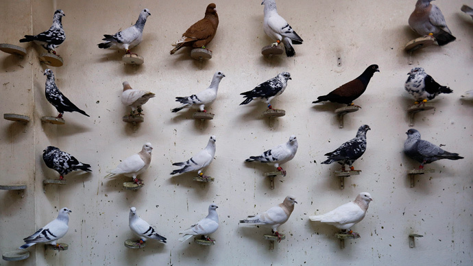 ISIS bans pigeon breeding as seeing birds' genitals 'offends Islam' - report