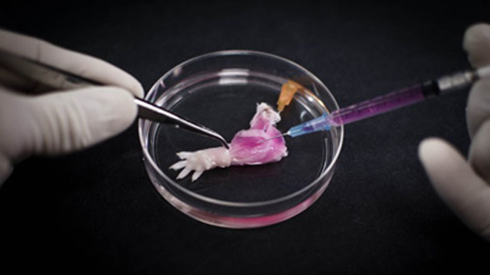 World's first biolimb: Scientists create living, functioning rat leg