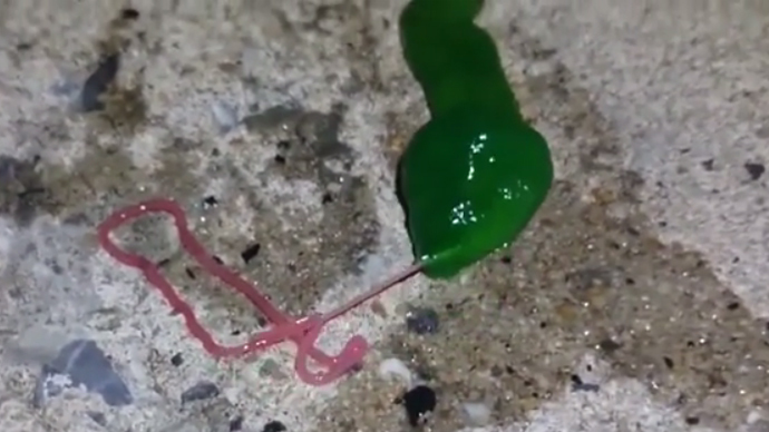 Pink-tongued, green alien-like worm creates a buzz in Taiwan and worldwide (VIDEO)