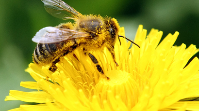 Stinging rebuke: Court rules against EPA's lax approval of Dow's bee-poisonous pesticide