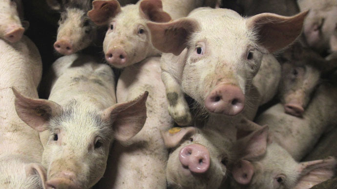 Pigs on the run: Truck with 2,200 piglets overturns in Ohio, hundreds escape