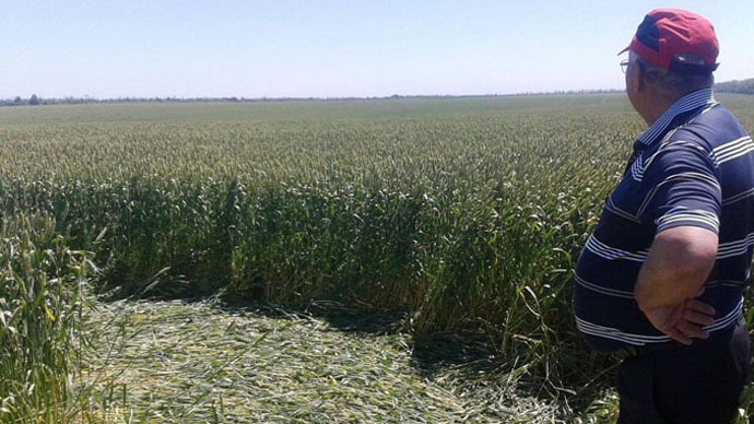 Crop circles mystify southern Russia (PHOTOS)