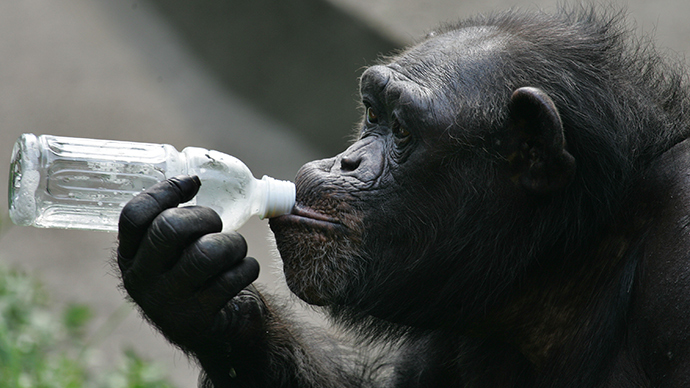 ​Jungle juice! Wild chimpanzees regularly drink alcohol, scientists find