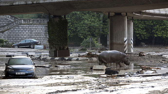 Georgian capital flood: 12 killed, zoo animals escape, several shot dead (PHOTOS, VIDEO)