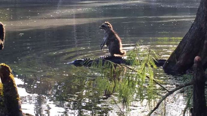 Snap that! Florida raccoon ‘riding’ alligator captured on camera
