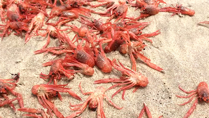 California catches crabs: Thousands of crustaceans wash ashore