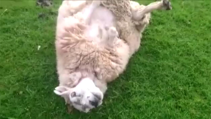 Man saves overweight, prostrate sheep from death in Cumbria, UK (VIDEO)