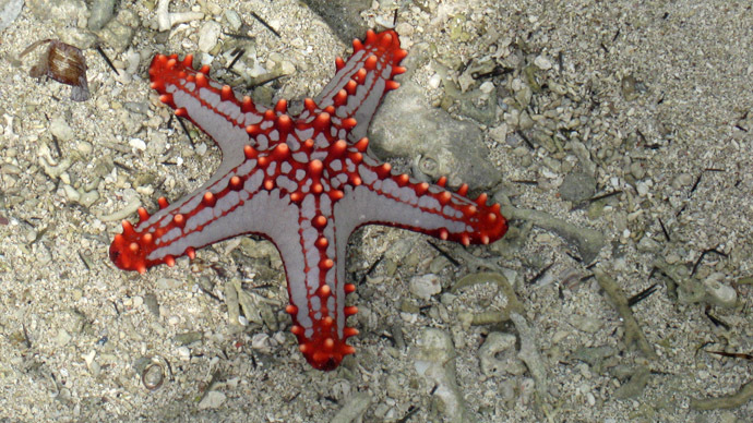 ​Fountain of youth? Starfish age slower when they reproduce by cloning, research says