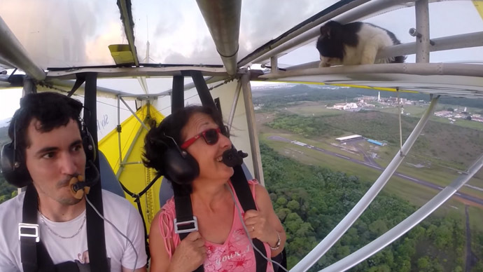 Cat takes extreme flight on plane wing - and survives! (VIDEO)