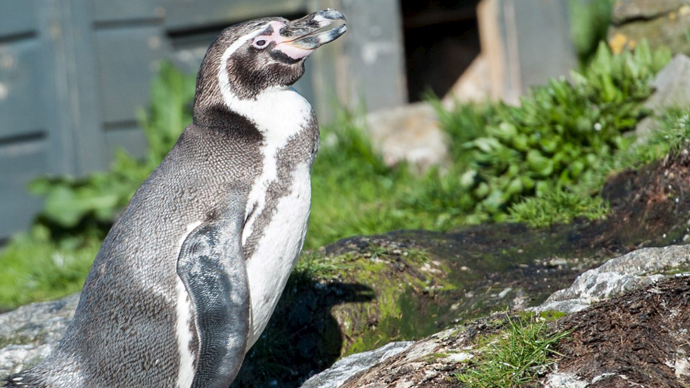 Penguin missing from flood-ravaged Tbilisi Zoo found hiding in debris