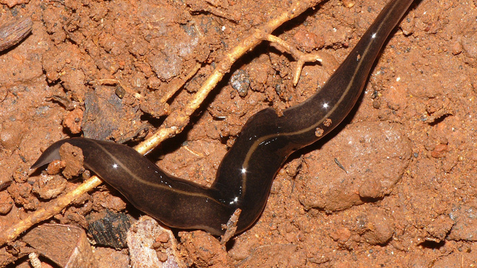 ​Highly invasive snail-eating flatworm found in US for first time