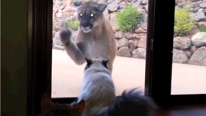 ​Caught on tape: Brave cat faces mountain lion & isn't the slightest bit scared