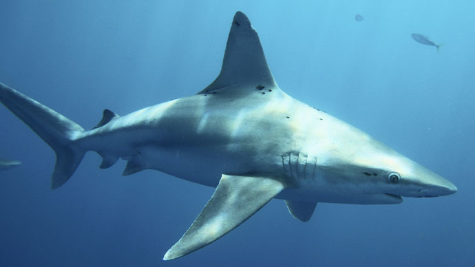 Shark attacks 8-year-old boy at North Carolina beach