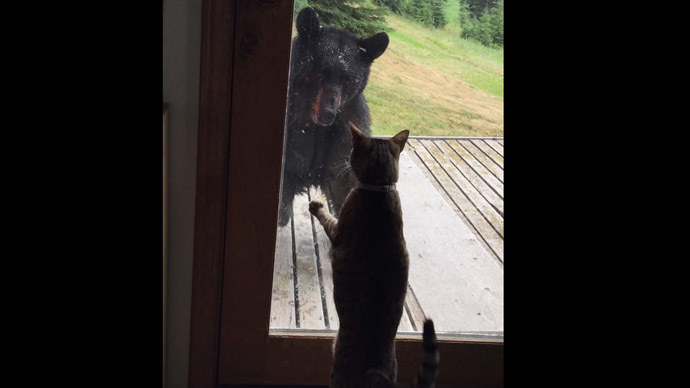 Feline power: Bear falls off porch attacked by house cat (VIDEO)