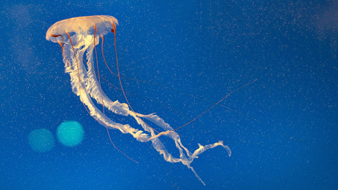 ‘Endless gravity’: Out-of-this-world VIDEO shows jellyfish fairy dance