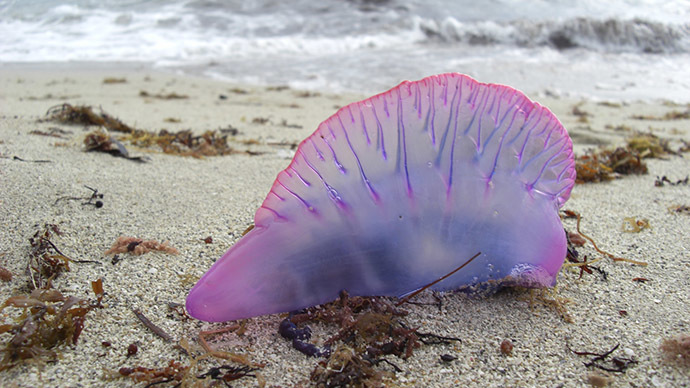 Armada of deadly Portuguese man o’ wars threatens Jersey Shore