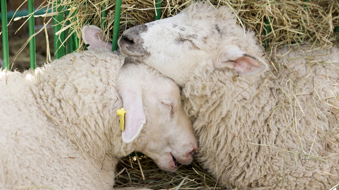 ​Counting sheep to fall asleep? Here’s the best solution baa none! (VIDEO)