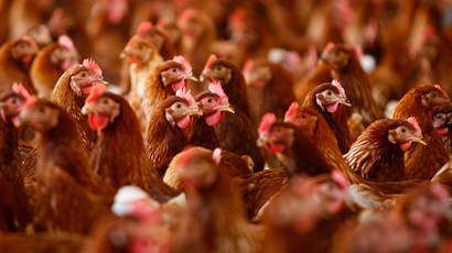 CDC: Salmonella outbreak caused by cuddling with chickens