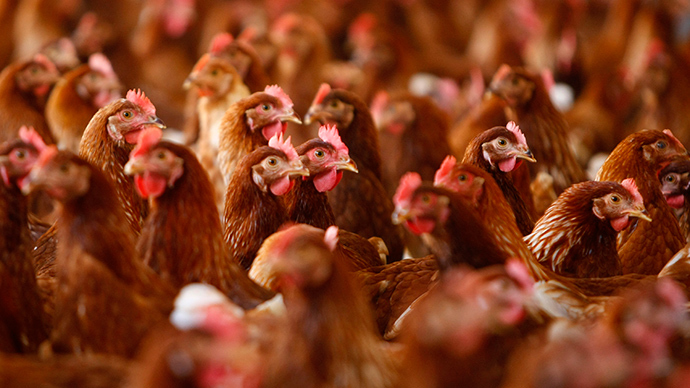 CDC: Salmonella outbreak caused by cuddling with chickens