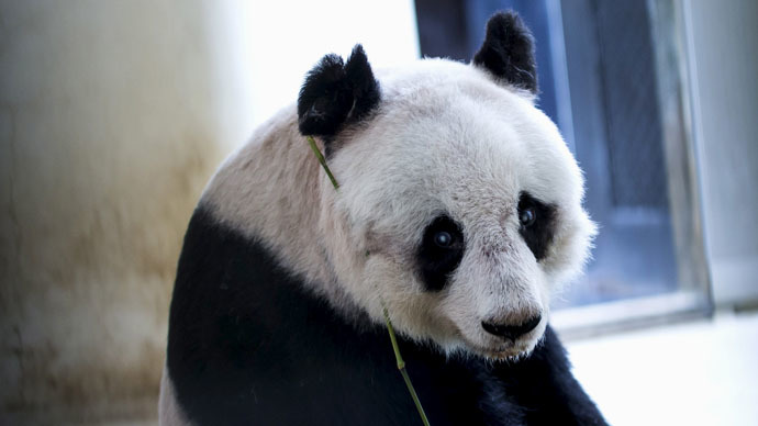 Panda power: Hong Kong specimen to set world record for longevity