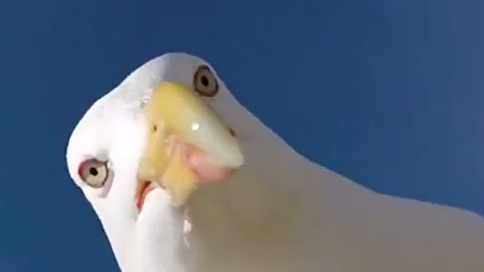 Seagull steals GoPro camera, takes cool selfie (VIDEO)