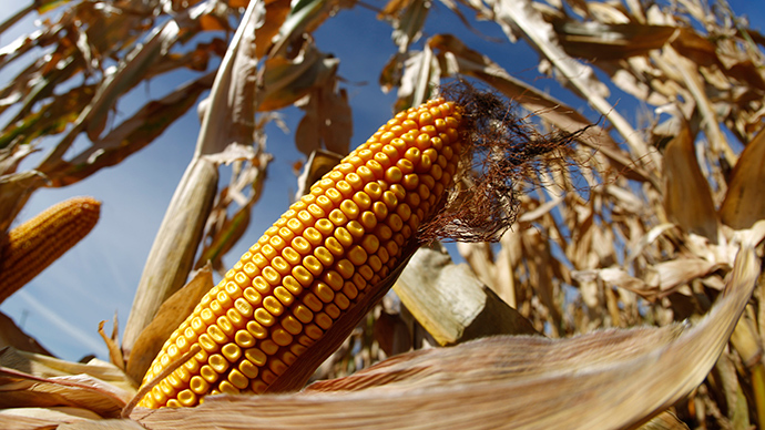 Corn-ered: America’s native crop almost impossible to avoid at supermarket