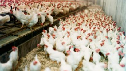 Cherkizovo 1H 2011 profit up as poultry demand jumps  