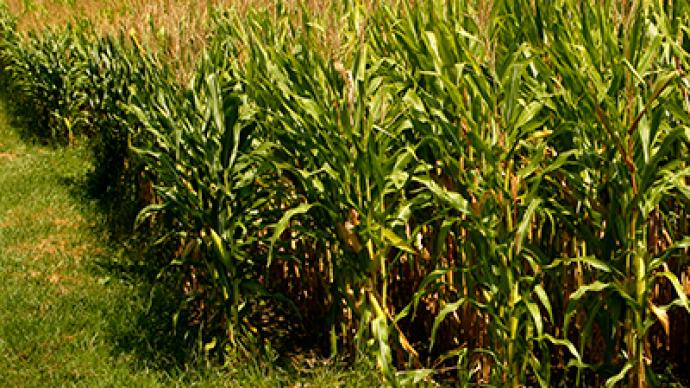 Corn Climbs as US Cuts Harvest Forecast 