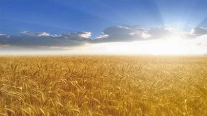 "Resumption of Russian grain exports will stabilize market"