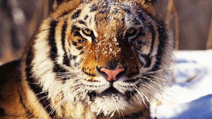Endangered tiger saves face thanks to Russian kids